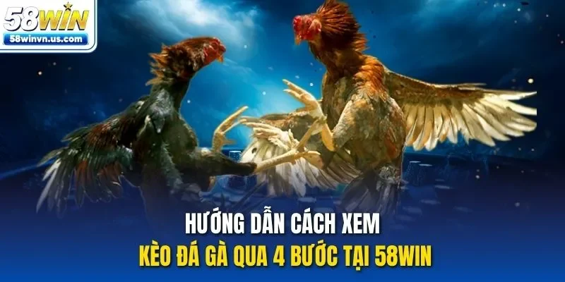 Hướng dẫn cách xem kèo đá gà qua 4 bước tại 58WIN